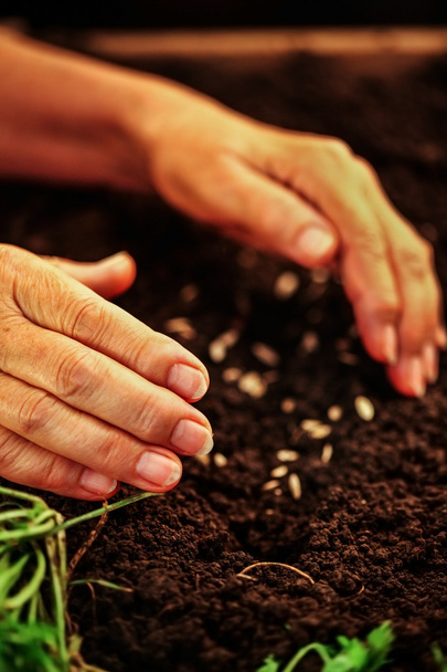 Χέρι του ηλικιωμένη γυναίκα ρίχνουν σπόρους στο χώμα. - Φωτογραφία, εικόνα