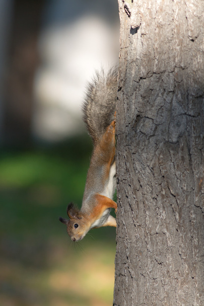 Bir ağaç üzerinde meraklı sincap - Fotoğraf, Görsel