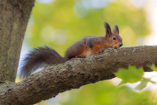 Orava nuolee kuorta
 - Valokuva, kuva