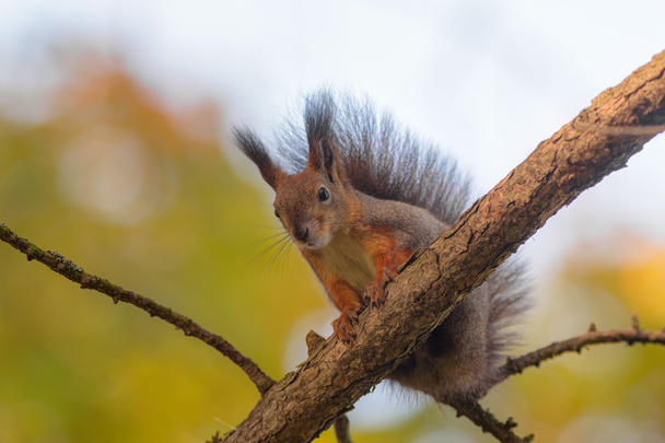 orava puussa lähikuva syksyllä
 - Valokuva, kuva