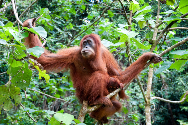 orangután - Fotó, kép