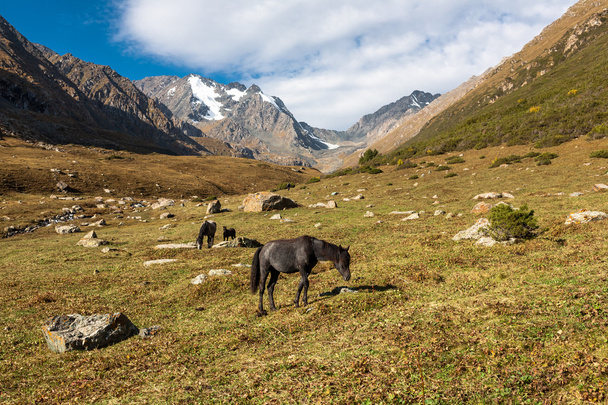 Lovak Kirgizisztán, Közép-Ázsia-hegység - Fotó, kép