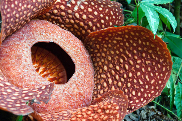 Rafflesia - Φωτογραφία, εικόνα