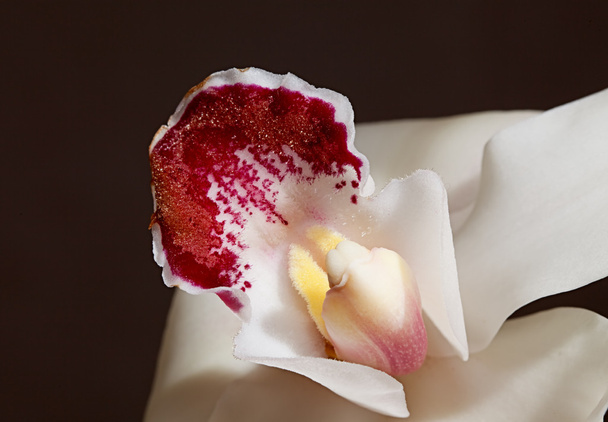 White orchid - Valokuva, kuva