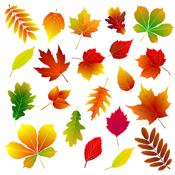 Autumn leaves set - Vector, Image