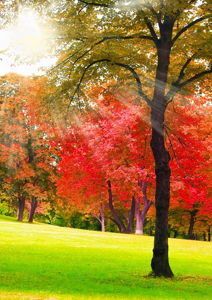 Autumn tree - Foto, Imagen