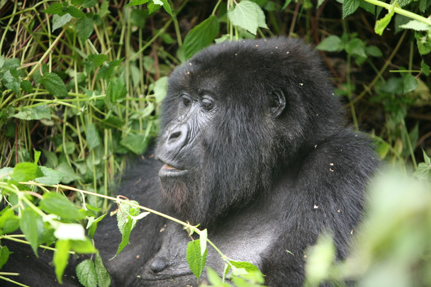 Gorila salvaje Rwanda Africa tropical Forest
 - Foto, imagen