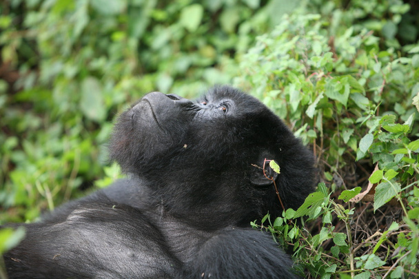 Villi Gorilla eläin Ruanda Afrikka trooppinen metsä
 - Valokuva, kuva