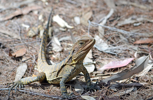 Australský východní vodní drak - Fotografie, Obrázek