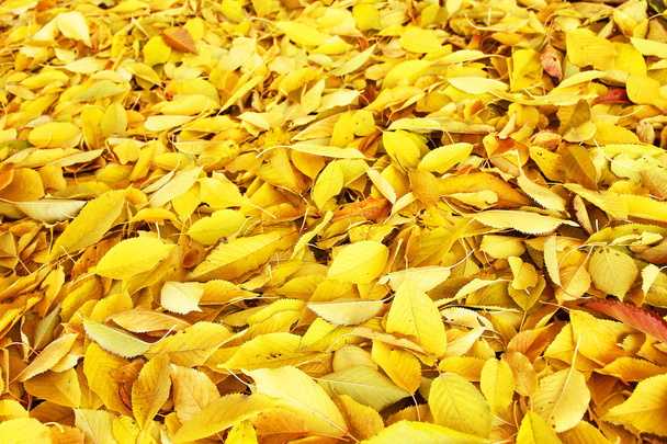 Background group autumn leaves.  - Φωτογραφία, εικόνα