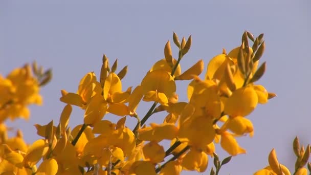 gelbe Blüten - Filmmaterial, Video