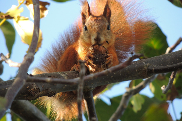 Eichhörnchen auf einer Nuss - Foto, Bild