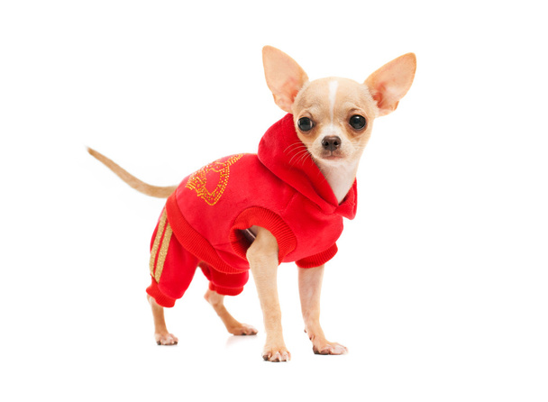 Chihuahua in a red suit  - Fotó, kép