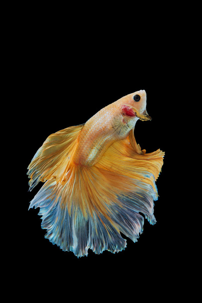 siamesischer gelber Kampffisch isoliert auf schwarzem Hintergrund. - Foto, Bild