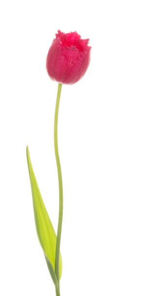 red crimson tulip - Zdjęcie, obraz