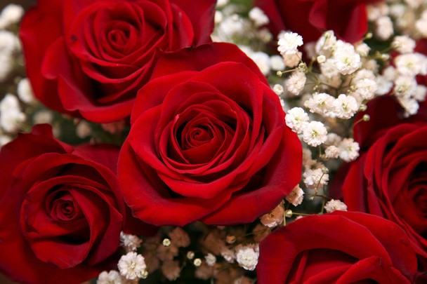 Růže červené pozadí - Fotografie, Obrázek