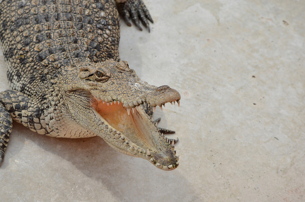 Krokodiltier-Gefahr - Foto, Bild