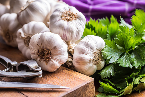 Garlic. Bunch of fresh garlic with celery herbs - Фото, изображение