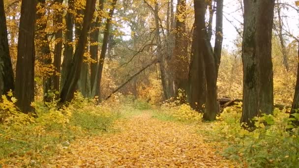 Automne jour de chute des feuilles dans la réserve naturelle de la forêt
 - Séquence, vidéo