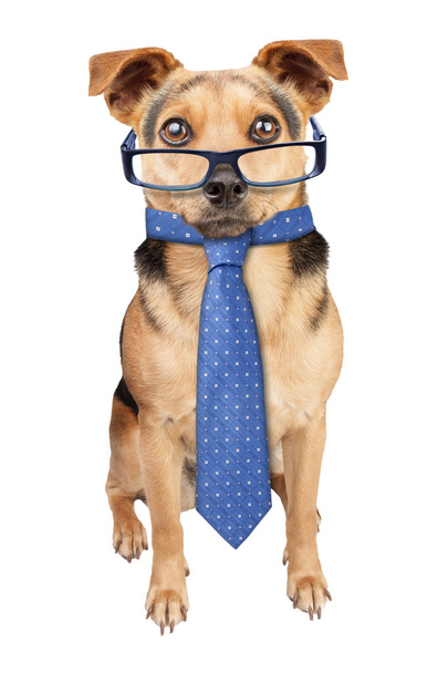 İzole gözlük kravat giyen iş köpeği - Fotoğraf, Görsel