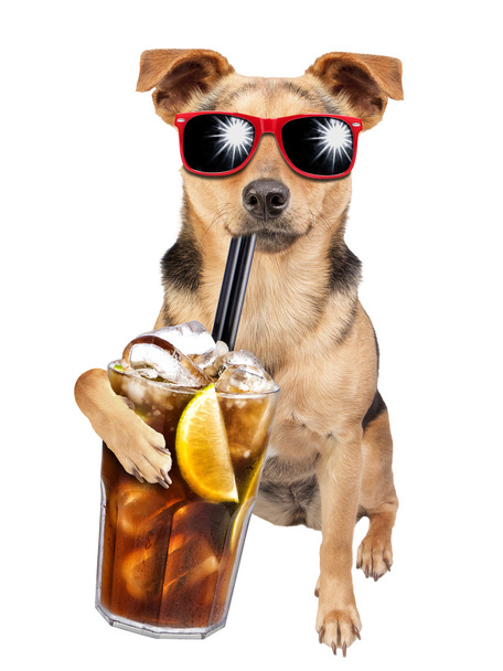 Собака в солнечных очках, пьющая коктейль куба либр
 - Фото, изображение