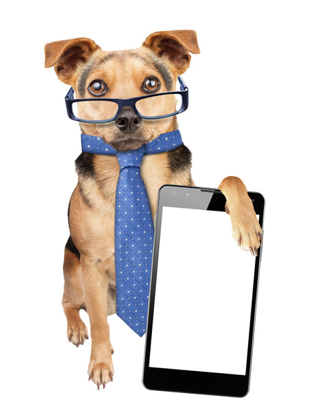 Zabawny pies okulary tie pusty ekran smartphone na białym tle - Zdjęcie, obraz