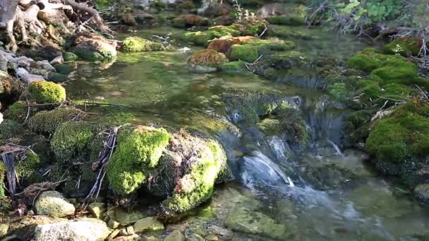 Wood River in summer. - Footage, Video