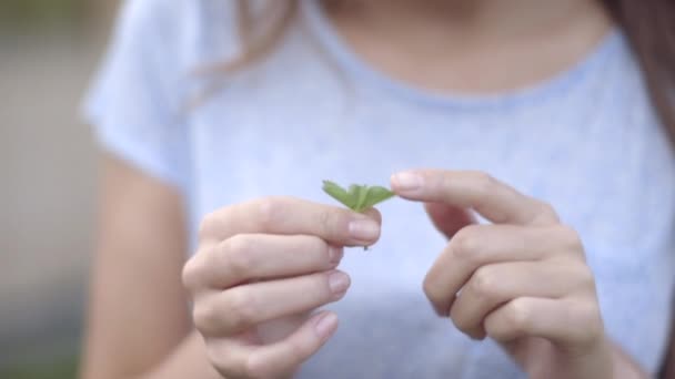 Woman looking at four leaf clover - Video