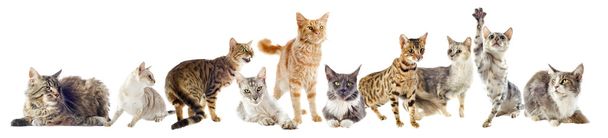 Grupo de gatos
 - Foto, Imagen