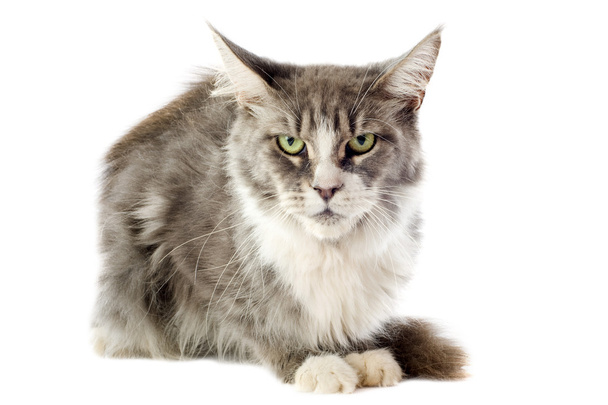 Maine coon cat - Photo, Image