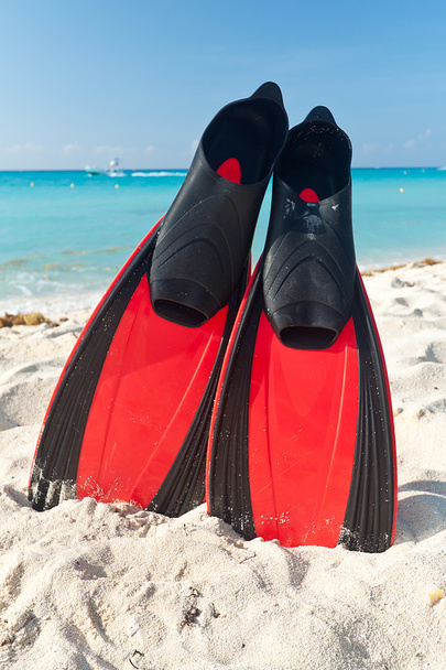Aletas rojas en el mar Caribe
 - Foto, Imagen
