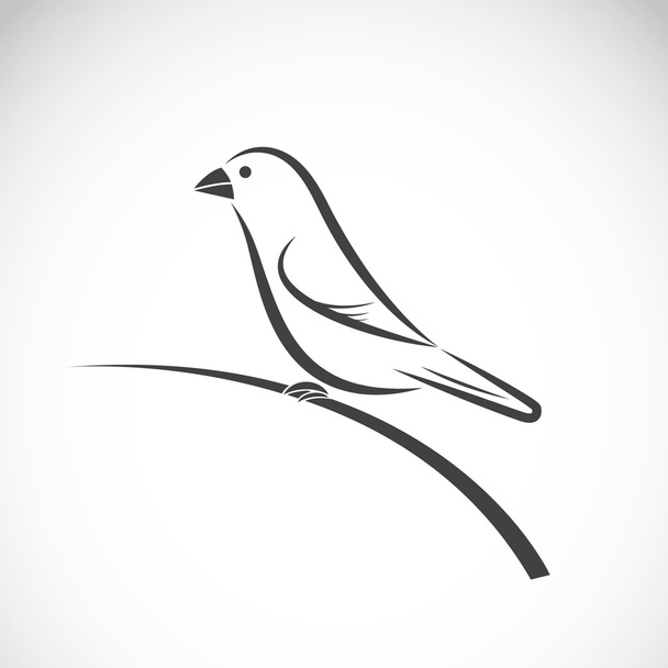 Διάνυσμα του Ricebird σε λευκό φόντο. Εικονίδιο πτηνών. - Διάνυσμα, εικόνα