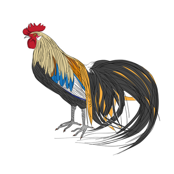 gallo negro de cola
 - Foto, imagen