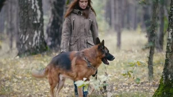 Νεαρή γυναίκα και το κατοικίδιο ζώο - Γερμανικός Ποιμενικός - περπάτημα σε ένα Φθινοπωρινό δάσος - Πλάνα, βίντεο
