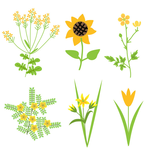 vector flores amarillas
 - Vector, imagen