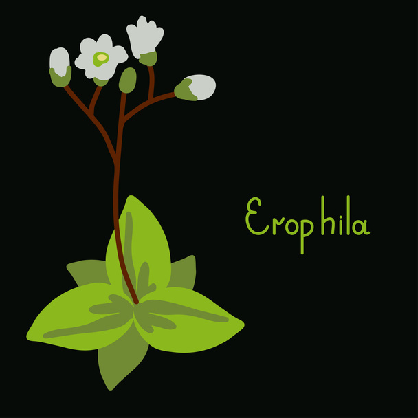 Erophila kasvi kuvitus
 - Vektori, kuva