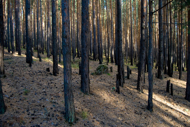 Pine autumn forest - Foto, afbeelding