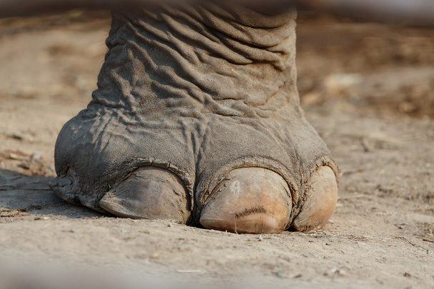 Chiudi il piede degli elefanti. Il piede è un chiodo grande e la forza
. - Foto, immagini