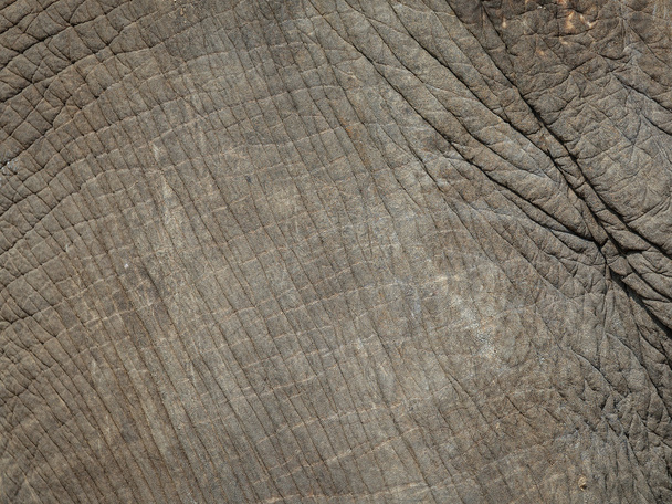 Hintergrund, Textur Elefantenhaut mit rauen und robusten. - Foto, Bild