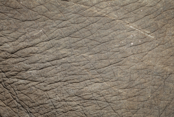 Fondo, textura Piel de elefante con rugosidad y rugosidad
. - Foto, Imagen