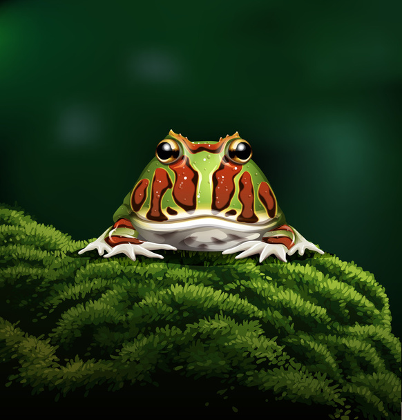 Аргентинський рогаті жаба
 - Вектор, зображення