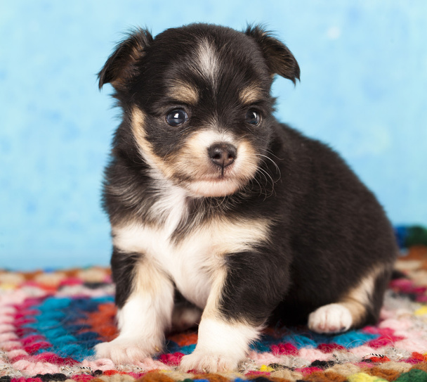 Chihuahua puppy - Foto, Bild