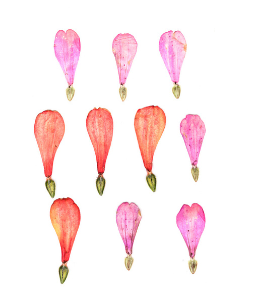 izolované suché květiny stisknutí okvětní lístky s semena ve tvaru - Fotografie, Obrázek