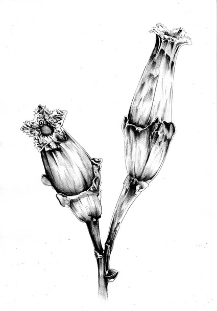 Квітковий малюнок художня ілюстрація
 - Фото, зображення