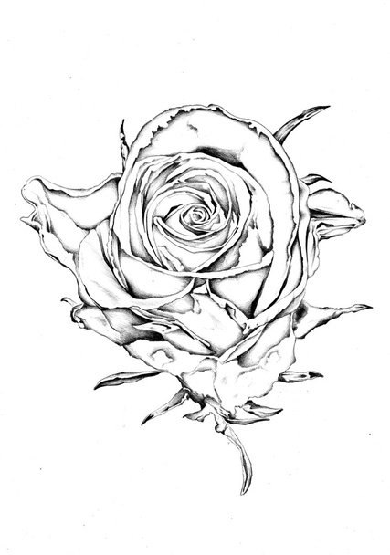 Flower drawing art illustration - Фото, изображение