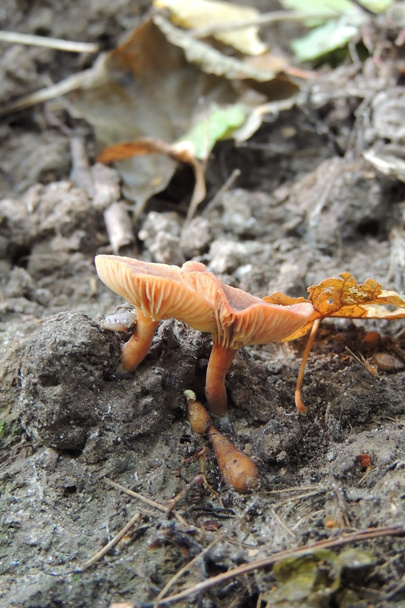 Cogumelos de toadstool na floresta
 - Foto, Imagem