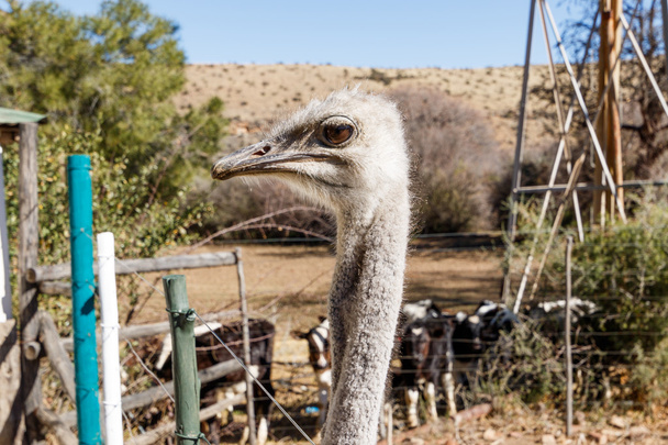 Struisvogel - hoofd omhoog en zeer nieuwsgierig - Foto, afbeelding