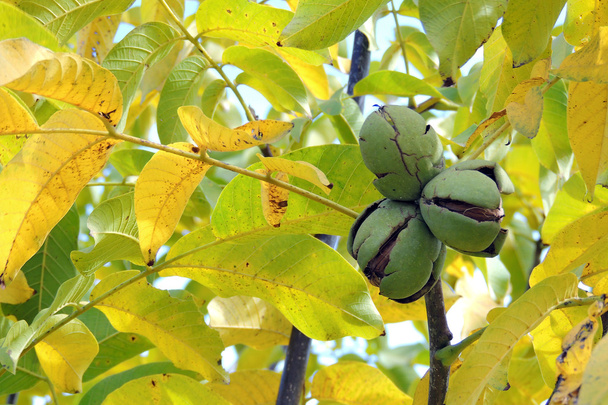 walnuts on the tree - Photo, Image