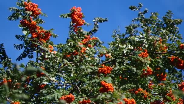 Mountain ash berries by the end of summer ( Sórbus ) ashberry .2 - Πλάνα, βίντεο