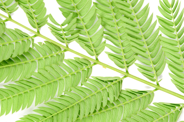 Albizia leaf op witte achtergrond - Foto, afbeelding